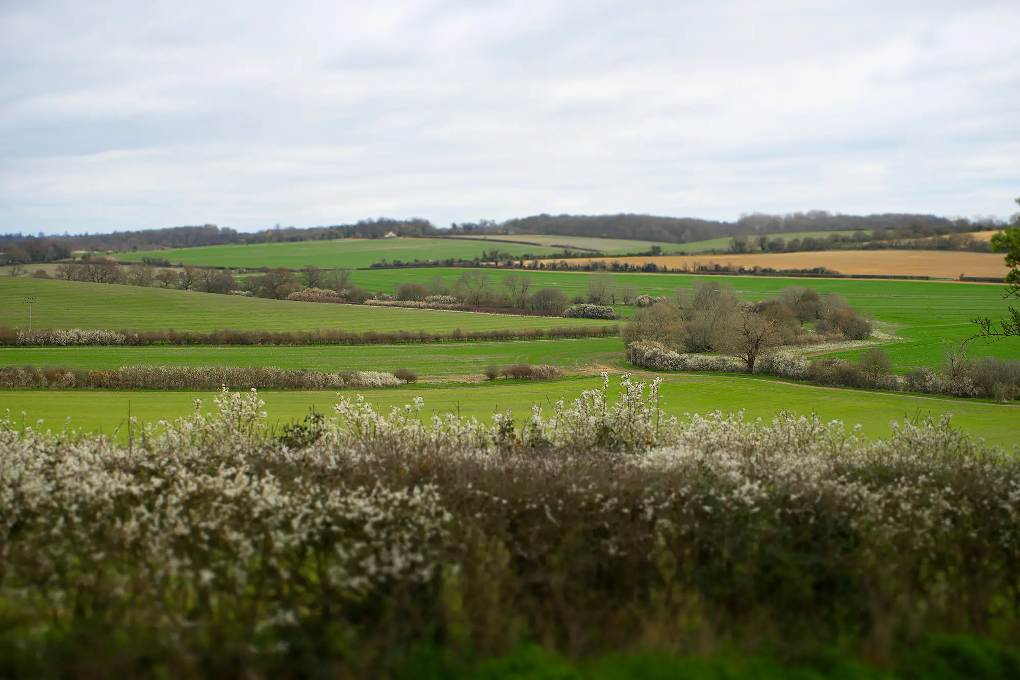 Green parcels divided by flowering hedgerows under a grey sky